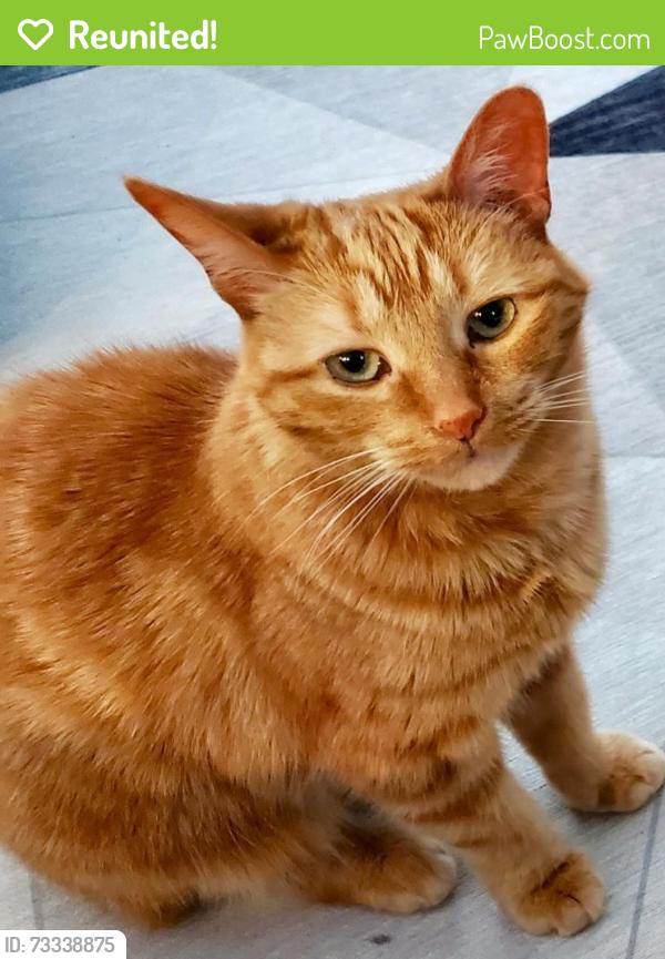Reunited Female Cat last seen Old Richmond Rd and Moodie Dr, Ottawa, ON K2H 6R7