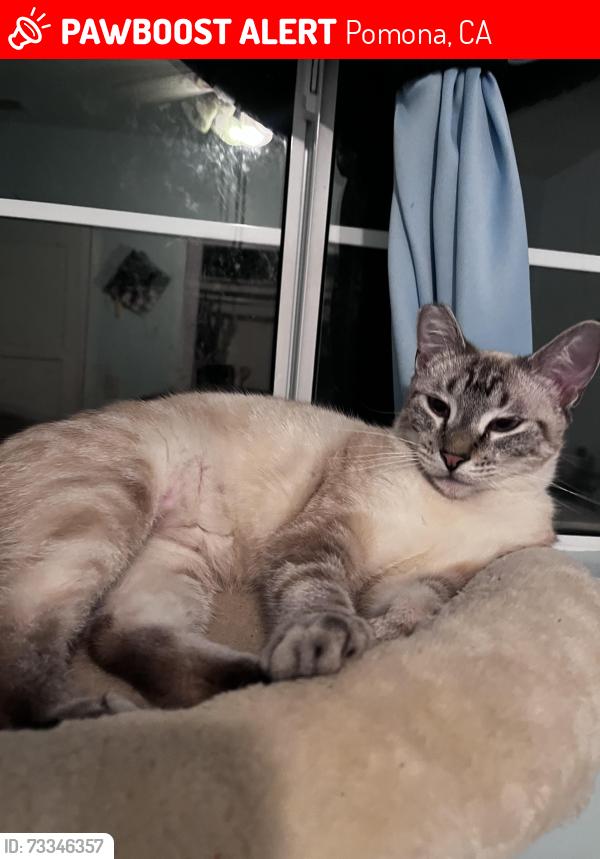 Lost Female Cat last seen That street, Pomona, CA 91766