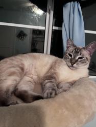 Lost Female Cat last seen That street, Pomona, CA 91766