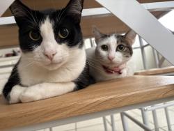 Lost Female Cat last seen Three Lakes, Tomball, TX 77375
