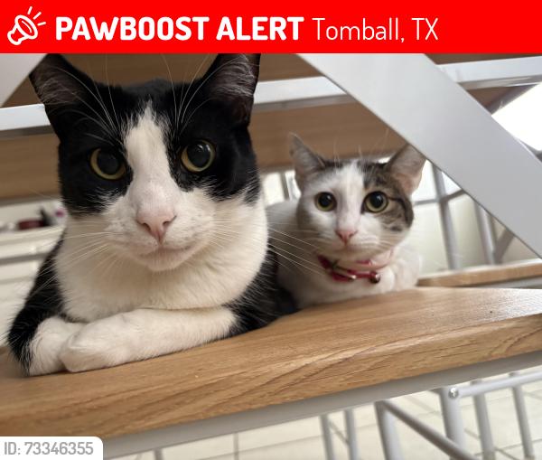 Lost Female Cat last seen Three Lakes, Tomball, TX 77375