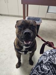 Reunited Male Dog last seen Oak Hollow Dr, California 96022, USA, Tehama County, CA 96022