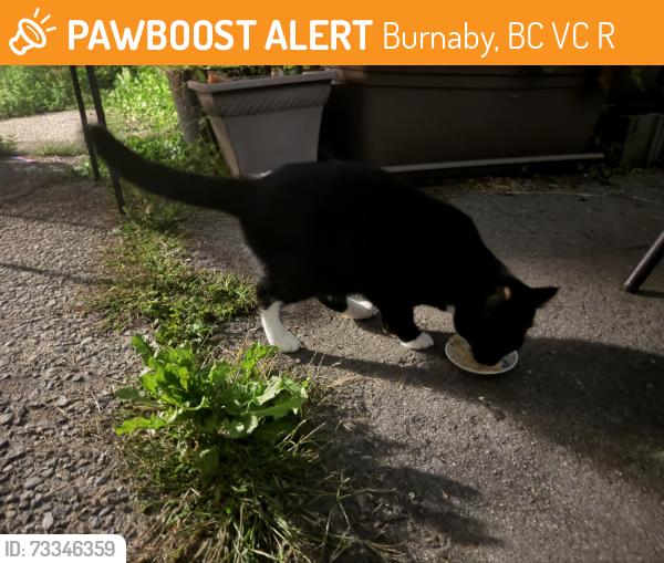 Found/Stray Unknown Cat last seen Frances st and Willingdon Ave, Burnaby, BC V5C 2R4