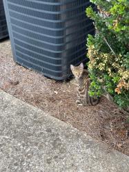 Found/Stray Unknown Cat last seen Cherry Creek apmts, Nashville, TN 37076