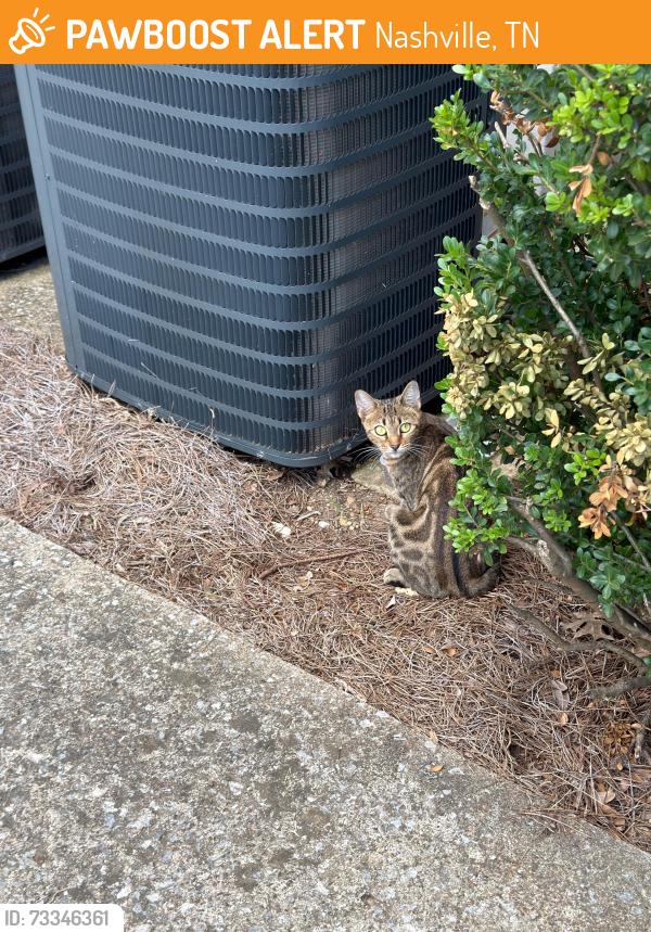 Found/Stray Unknown Cat last seen Cherry Creek apmts, Nashville, TN 37076
