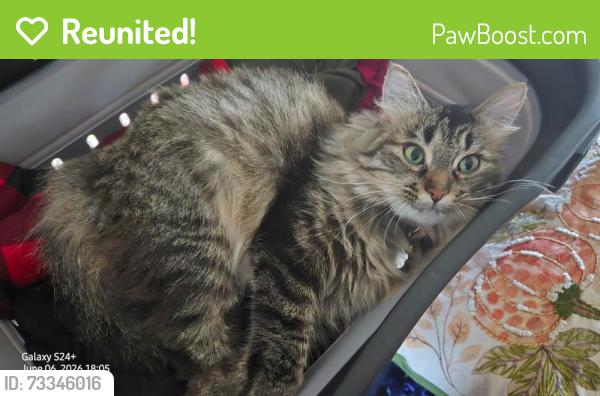 Reunited Female Cat last seen 24th Street rd and 24th Ave, Greeley, CO 80634