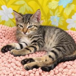 Shelter Stray Male Cat last seen Bloomfield Dr, Inverness,, 4030 S Airport Rd, Inverness, FL 34450, USA