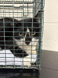 Shelter Stray Male Cat last seen Near Bella Vista Ln, Knox County GP, TN, 3201 Division St, Knoxville, TN 37919, USA