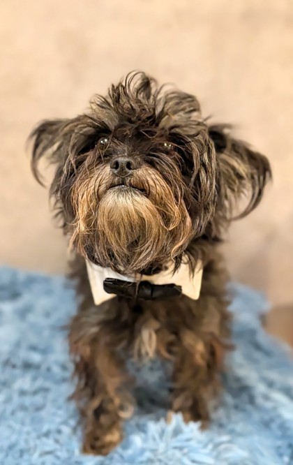 Shelter Stray Male Dog last seen Near Tranquility Ln, Cedar Hill, TX, 1150 E Pleasant Run Rd, Cedar Hill, TX 75104, USA
