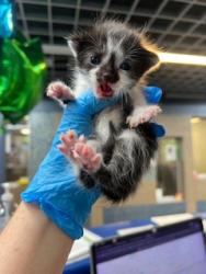 Shelter Stray Male Cat last seen Blue bonnet/Pate Orr, Keller, TX, 330 Rufe Snow Dr, Keller, TX 76248, USA