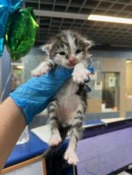 Shelter Stray Male Cat last seen Blue bonnet/Pate Orr, Keller, TX, 330 Rufe Snow Dr, Keller, TX 76248, USA