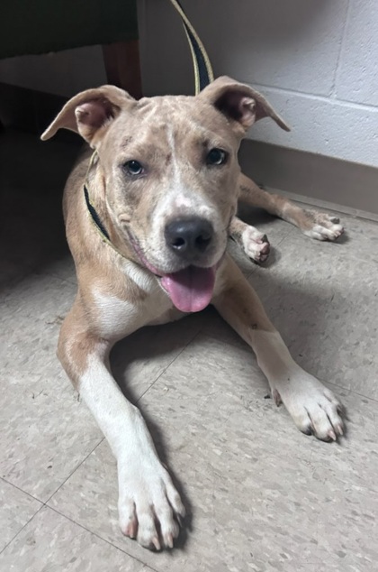 Shelter Stray Male Dog last seen Near N. Park Dr, CITY, SC, 150 Dexter Rd, Spartanburg, SC 29303, USA