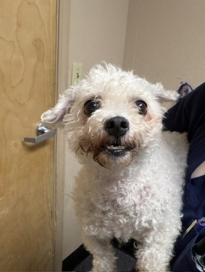 Shelter Stray Male Dog last seen Goldfinch Dr / Roadrunner Dr, Roseville City, CA, 200 Tahoe Ave, Roseville, CA 95678, USA