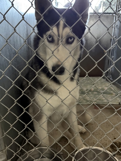Shelter Stray Male Dog last seen Talmont Cir & Chambord Way, Roseville City, CA, 200 Tahoe Ave, Roseville, CA 95678, USA