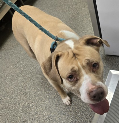 Shelter Stray Male Dog last seen Magie Ave., Fairfield, OH, 1820 Princeton Rd, Hamilton, OH 45011, USA