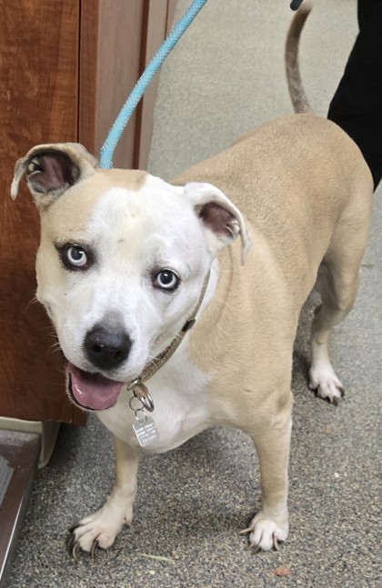Shelter Stray Female Dog last seen Magie Ave., Fairfield, OH, 1820 Princeton Rd, Hamilton, OH 45011, USA