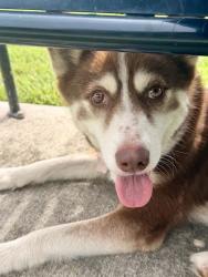 Shelter Stray Female Dog last seen Near SHERWOOD ST, 70805, LA, 2550 Gourrier Ave, Baton Rouge, LA 70820, USA