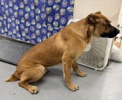 Shelter Stray Male Dog last seen vaisa, Meadow Lake, NM, 1209 NM-314, Los Lunas, NM 87031, USA