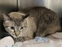 Shelter Stray Male Cat last seen , , NM, 1209 NM-314, Los Lunas, NM 87031, USA