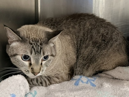 Shelter Stray Male Cat last seen , , NM, 1209 NM-314, Los Lunas, NM 87031, USA