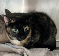 Shelter Stray Female Cat last seen , , NM, 1209 NM-314, Los Lunas, NM 87031, USA