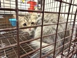 Shelter Stray Female Cat last seen Near Moschetti, Meadow Lake,, 1209 NM-314, Los Lunas, NM 87031, USA