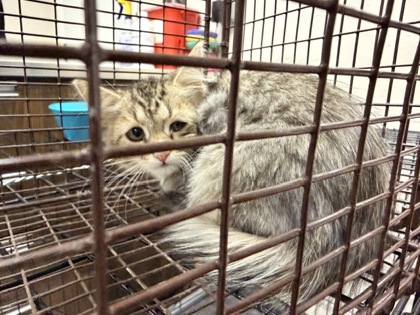 Shelter Stray Female Cat last seen Near Moschetti, Meadow Lake,, 1209 NM-314, Los Lunas, NM 87031, USA