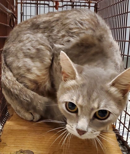 Shelter Stray Female Cat last seen B. Crossroads, 22041 - GlenCarlyn Dr + Knollwood D, Fairfax County, VA, 4500 West Ox Rd, Fairfax, VA 22030, USA