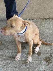 Shelter Stray Female Dog last seen Milton St, Caddo Parish, LA, 1500 Monty St, Shreveport, LA 71107, USA