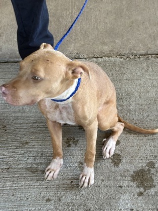Shelter Stray Female Dog last seen Milton St, Caddo Parish, LA, 1500 Monty St, Shreveport, LA 71107, USA