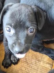 Shelter Stray Unknown Dog last seen Near Monty, Caddo Parish,, 1500 Monty St, Shreveport, LA 71107, USA