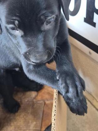 Shelter Stray Unknown Dog last seen Near Monty, Caddo Parish,, 1500 Monty St, Shreveport, LA 71107, USA