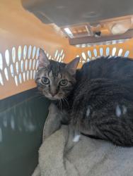 Shelter Stray Male Cat last seen , , TX, 355 Hillshire Dr, Haslet, TX 76052, USA