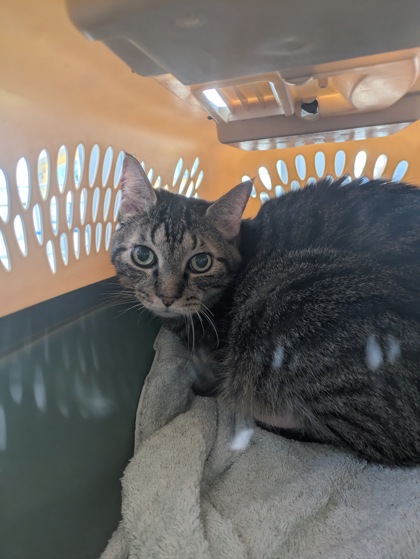Shelter Stray Male Cat last seen , , TX, 355 Hillshire Dr, Haslet, TX 76052, USA