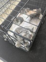 Shelter Stray Female Cat last seen Near Schwartz Ave, Central District, TX, 355 Hillshire Dr, Haslet, TX 76052, USA