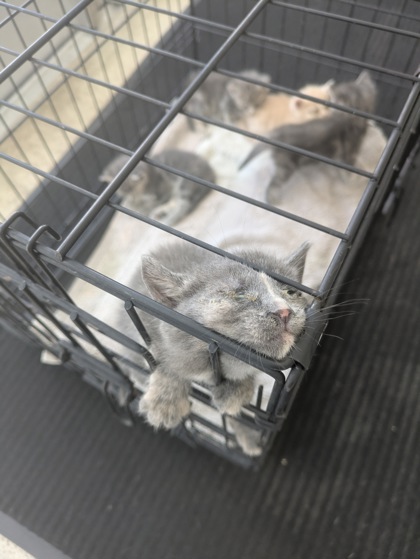 Shelter Stray Female Cat last seen Near Schwartz Ave, Central District, TX, 355 Hillshire Dr, Haslet, TX 76052, USA
