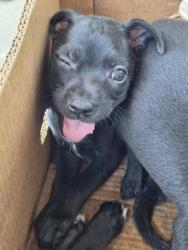 Shelter Stray Unknown Dog last seen Near Monty, Caddo Parish,, 1500 Monty St, Shreveport, LA 71107, USA