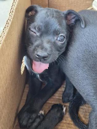 Shelter Stray Unknown Dog last seen Near Monty, Caddo Parish,, 1500 Monty St, Shreveport, LA 71107, USA