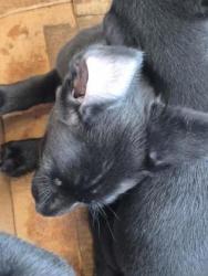 Shelter Stray Unknown Dog last seen Near Monty, Caddo Parish,, 1500 Monty St, Shreveport, LA 71107, USA