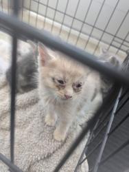 Shelter Stray Unknown Cat last seen Near Schwartz Ave, Central District, TX, 355 Hillshire Dr, Haslet, TX 76052, USA