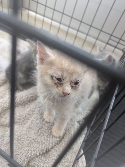 Shelter Stray Unknown Cat last seen Near Schwartz Ave, Central District, TX, 355 Hillshire Dr, Haslet, TX 76052, USA