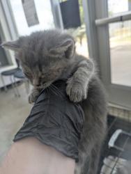 Shelter Stray Unknown Cat last seen Near Schwartz Ave, Central District, TX, 355 Hillshire Dr, Haslet, TX 76052, USA