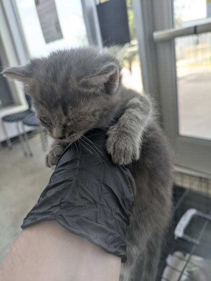 Shelter Stray Unknown Cat last seen Near Schwartz Ave, Central District, TX, 355 Hillshire Dr, Haslet, TX 76052, USA