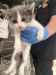 Shelter Stray Female Cat last seen Near bumcombe road, Caddo Parish, LA, 1500 Monty St, Shreveport, LA 71107, USA