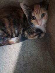 Shelter Stray Female Cat last seen Acorn St, Caddo Parish, LA, 1500 Monty St, Shreveport, LA 71107, USA