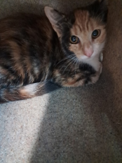 Shelter Stray Female Cat last seen Acorn St, Caddo Parish, LA, 1500 Monty St, Shreveport, LA 71107, USA