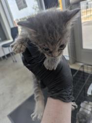 Shelter Stray Unknown Cat last seen Near Schwartz Ave, Central District, TX, 355 Hillshire Dr, Haslet, TX 76052, USA