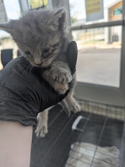 Shelter Stray Unknown Cat last seen Near Schwartz Ave, Central District, TX, 355 Hillshire Dr, Haslet, TX 76052, USA