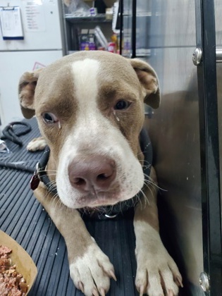 Shelter Stray Male Dog last seen Near Kraft Avenue, Unit B, North Charleston, SC, 2455 Remount Rd, North Charleston, SC 29406, USA