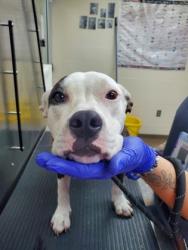 Shelter Stray Female Dog last seen Near Whitcomb Drive, North Charleston, SC, 2455 Remount Rd, North Charleston, SC 29406, USA